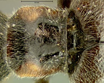 Media type: image;   Entomology 24168 Aspect: pronotum dorsal